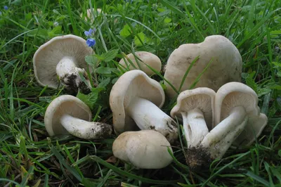 Рядовка мыльная (Tricholoma saponaceum) фотографии, видео и истории