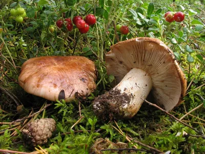 Вячеслав Степанов: Грибы Калужской области -Рядовка погубленная (Tricholoma  pessundatum)