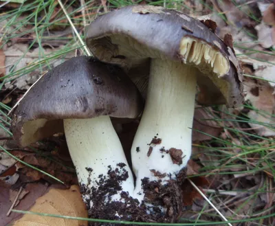 Рядовка заостренная (Tricholoma virgatum) описание фото