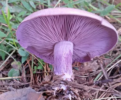 Рядовка тополёвая (Tricholoma populinum) фото и описание