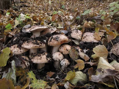 Вячеслав Степанов: Грибы Калужской области -Рядовка полосатая (Tricholoma  virgatum)