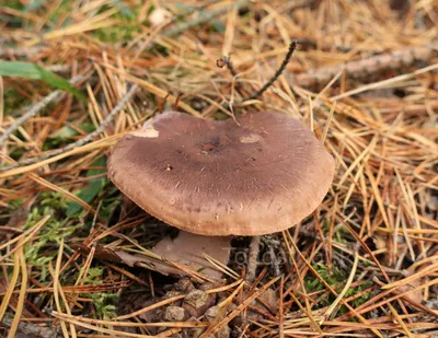 Tricholoma imbricatum, Рядовка чешуйчатая (сластушка)