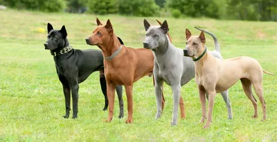 Родезийский риджбек (Африканская львиная собака) / Rhodesian Ridgeback  (African Lion Hound) - PetsPoint.ru