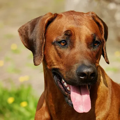 Тайский риджбек (Thai ridgeback dog) (Породы собак) тайская порода, риджбек  фото, риджбек купить, тайский риджбек фото, тайский риджбек купить, тайский  риджбек цена, щенки тайского риджбека Энциклопедия о животных EGIDA.BY