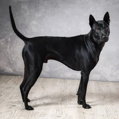 White Thai Ridgeback | Белый тайский риджбек | Собаки, Животные, Щенки