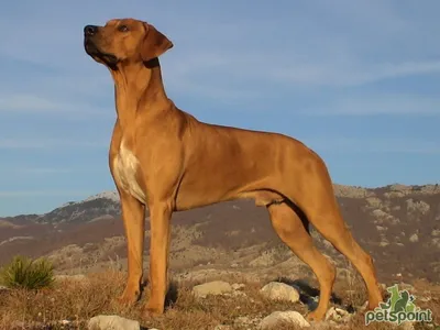 Родезийский риджбек (Rhodesian Ridgeback) - это умная, смелая, бдительная и  независимая порода собак. Фото, описание, отзывы владельцев.