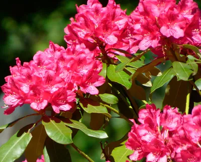 Рододендрон Грандифлора \"Catawbiense grandiflorum\" | САД ПОЛТАВИ