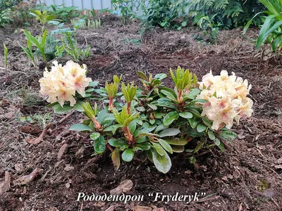 Купить Рододендрон японский оранжевый Rhododendron japonicum - в питомнике  Флорини