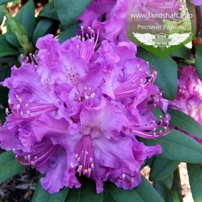 Rhododendron 'Polarnacht', Рододендрон 'Поларнахт'|landshaft.info