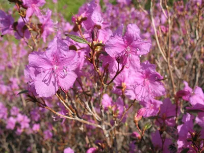 Rhododendron 'Alfed', Рододендрон 'Альфред'|landshaft.info