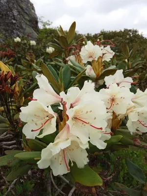 Купите Рододендрон Humboldt (Гумбольдт) 🌹 из питомника Долина роз с  доставкой!