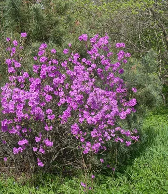 Купите Рододендрон Sternzauber (Штернцаубер) 🌹 из питомника Долина роз с  доставкой!