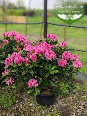 Rhododendron 'Cosmopolitan', Рододендрон 'Космополитан' | landshaft.info