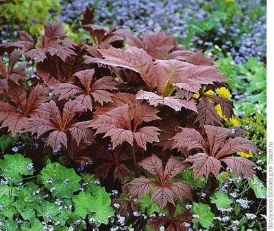 Роджерсия конскокаштанолистная \"Rodgersia\"