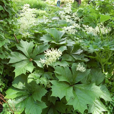 Роджерсия подофилловая Rodgersia podophylla - купить сорт в питомнике,  саженцы в Санкт-Петербурге