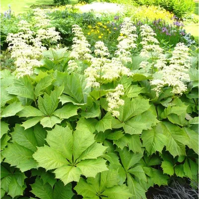 Роджерсия конскокаштанолистная Rodgersia aesculifolia - купить сорт в  питомнике, саженцы в Санкт-Петербурге