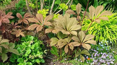 Роджерсия перистая (Rodgersia рinnata)