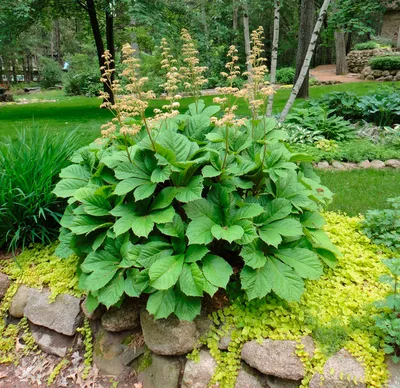 Роджерсия конскокаштанолистная-\"Rodgersia aesculifolia\" | LeafGarden