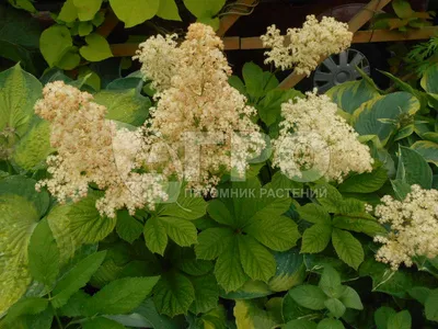 Роджерсия конскокаштанолистная Rodgersia aesculifolia