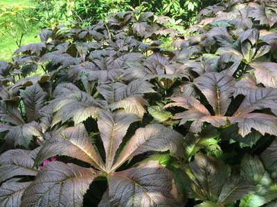 Роджерсия конскокаштанолистная (Rodgersia aesculifolia) - купить саженцы в  Минске и Беларуси