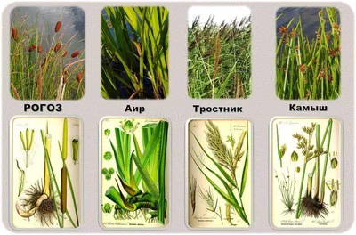 Чердынский музей - РОГОЗ ИЛИ КАМЫШ? В народе накопилось достаточное  количество заблуждений, связанных с ботаникой. Одно из них родом из  детства: камыш. По берегам местных водоемов часто можно встретить заросли  этого привлекательного