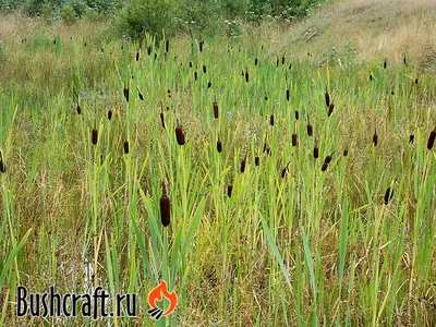 Рогоз широколистный (Typha latifolia L.)