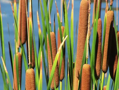 Рогоз широколистный (Typha latifolia ) – Нимфея Зимостойкая. Купить  нимфеи,кувшинки,водяные лилии в Москве.