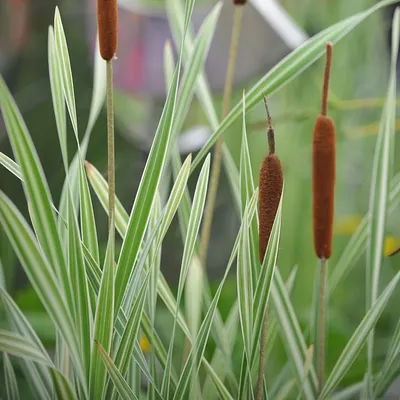 Рогоз широколистный (Typha latifolia L.)