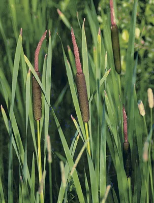 Рогоз малый (Typha minima) (контейнер 2-3л) | Aquarium-Style