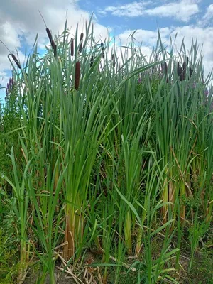 Рогоз малый (Typha minima)