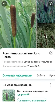 Рогоз широколистный (Typha latifolia) для пруда, водоема: 60 грн. - Сад /  огород Киев на Olx