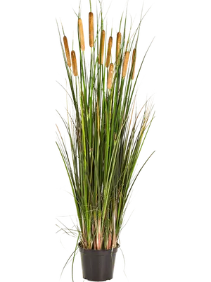 Рогоз широколистный “Variegata” (Typha latifolia Variegata) – Нимфея  Зимостойкая. Купить нимфеи,кувшинки,водяные лилии в Москве.