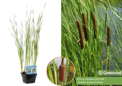 Рогозы (Typha latifolia) — путеводитель по отдыху в Крыму