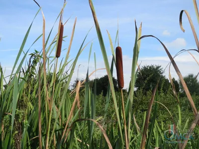 Typha latifolia / Рогоз широколистный | Атлас цветущих растений