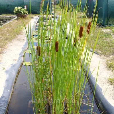 Рогоз грациозный (Typha gracilis) (контейнер 3-5л) | Aquarium-Style