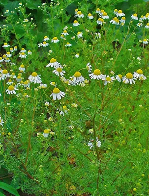 Букет из ромашек и оксипеталума - заказать доставку цветов в Москве от Leto  Flowers