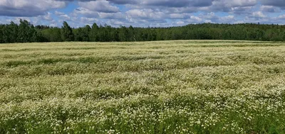 Картины: Картина с ромашками. Ромашковое поле в интернет-магазине Ярмарка  Мастеров по цене 1500 ₽ – MIP1SBY | Картины, Бугульма - доставка по России