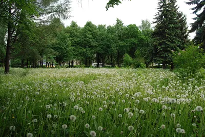 Фото: Ромашковое поле. Свадебный фотограф Антон Кузнецов. Love Story -  Свадьба.ПРО