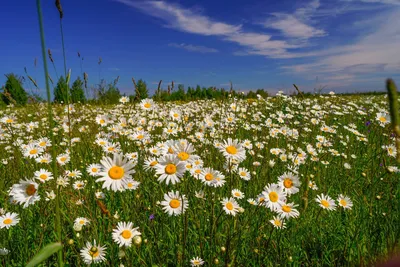 ЛЮБУЙСЯ • Ромашковое поле 🌼🌿в... - Калининград Лайф | Facebook