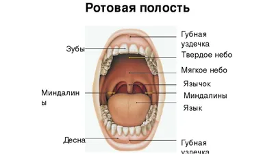 Рот картинки - 59 фото