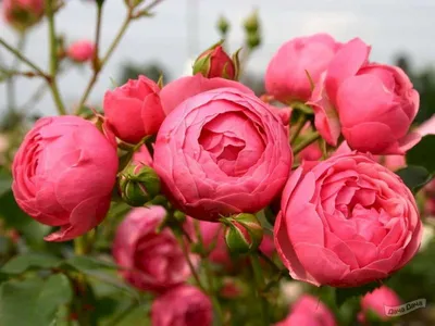 Burst Of Joy Floribunda Rose | Buy Roses Online | Breck's