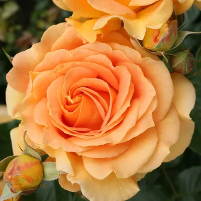 Роза флорибунда Помпонелла (Rose floribunda Pomponella) - описание сорта,  фото, саженцы, посадка, особенности ухода. Дачная энциклопедия.