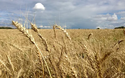 Рожь (ПСС) 25 кг мешок — купить в Вологде в СтройОптТорг: выбирайте в  каталоге с ценами, характеристиками, фото.