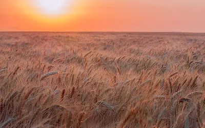 Рожь - Фотография - Растения