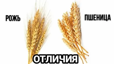 Латвийскую рожь начали экспортировать в Россию