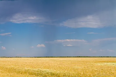 Ячмень, пшеница, рожь, рис, пшено и зеленый овес также вектор иллюстрации  притяжки Corel Иллюстрация вектора - иллюстрации насчитывающей травяной,  естественно: 89894720