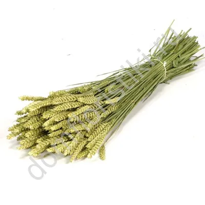 triticum #пшеница #рожь #сухоцветы #поле #driedflowers | Букет, Пшеница,  Цветы