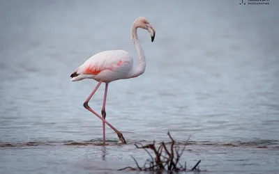 Красный/Розовый фламинго - eBird