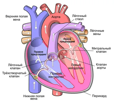 STEMI - инфаркт миокарда с элевацией ST