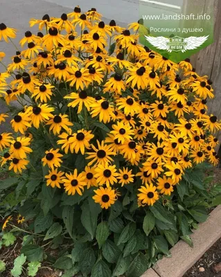 Rudbeckia fulgida 'Goldsturm', Рудбекия блестящая 'Голдштурм'|landshaft.info